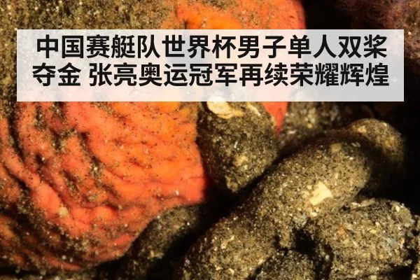 中国赛艇队世界杯男子单人双桨夺金 张亮奥运冠军再续荣耀辉煌 - YABO SPORTS